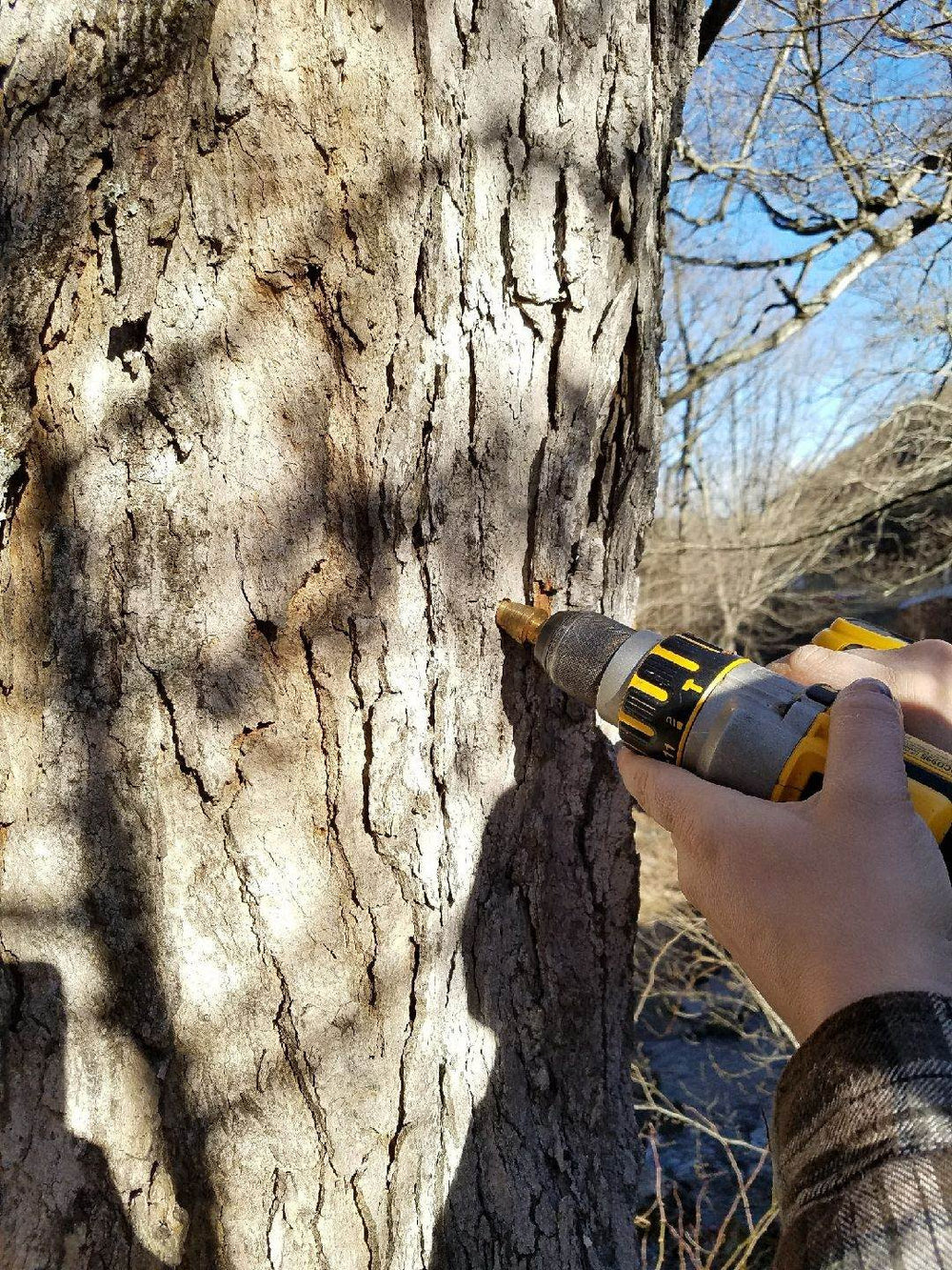 Tapping a sugar maple at Sugar Creek Ranch